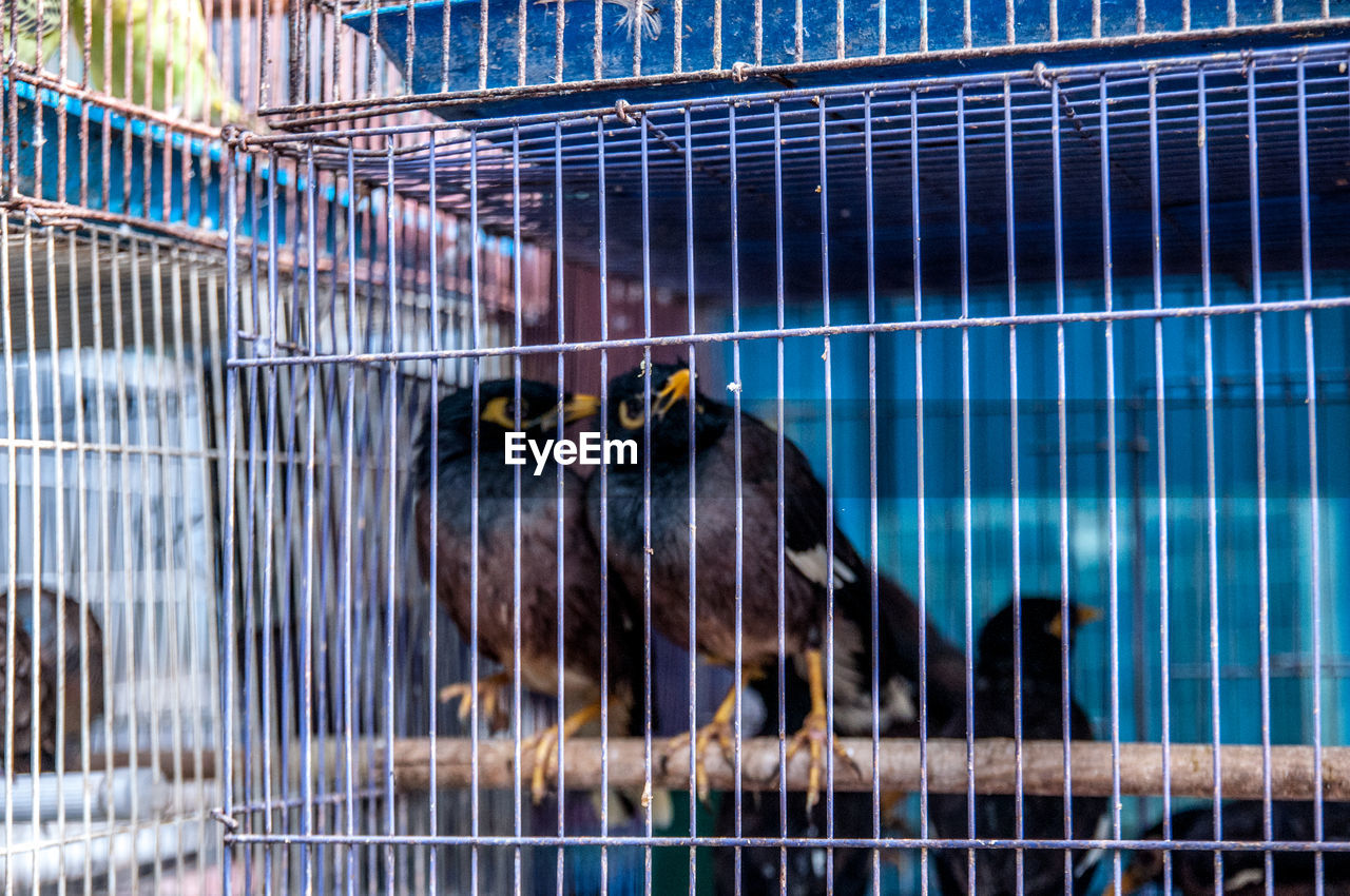 BIRD PERCHING IN CAGE