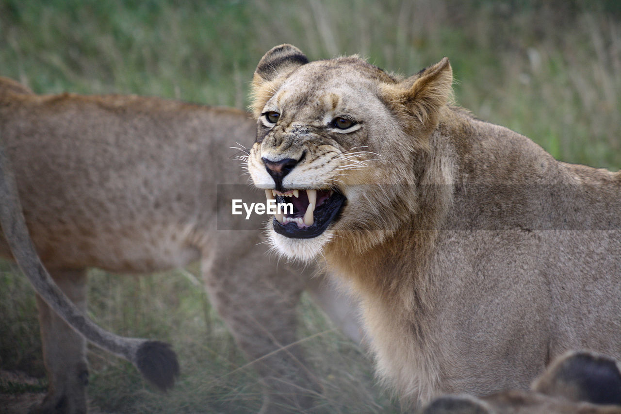 Portrait of lion yawning