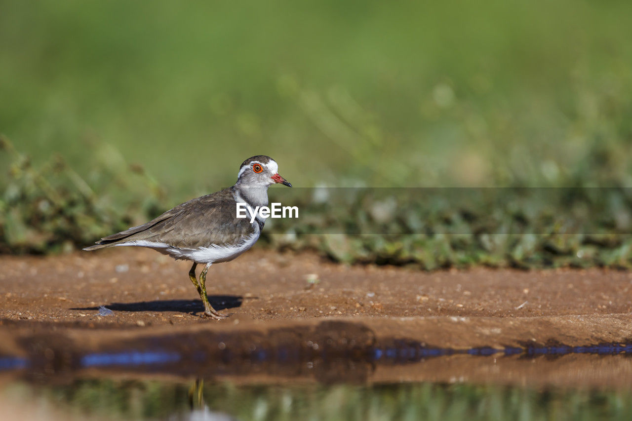 animal themes, animal, animal wildlife, bird, wildlife, nature, one animal, selective focus, beak, side view, full length, surface level, grass, no people, songbird, water, day, perching, outdoors, close-up, focus on foreground, plain, meadow, plant, environment, beauty in nature, sparrow, lake, sunlight, sunbeam, copy space