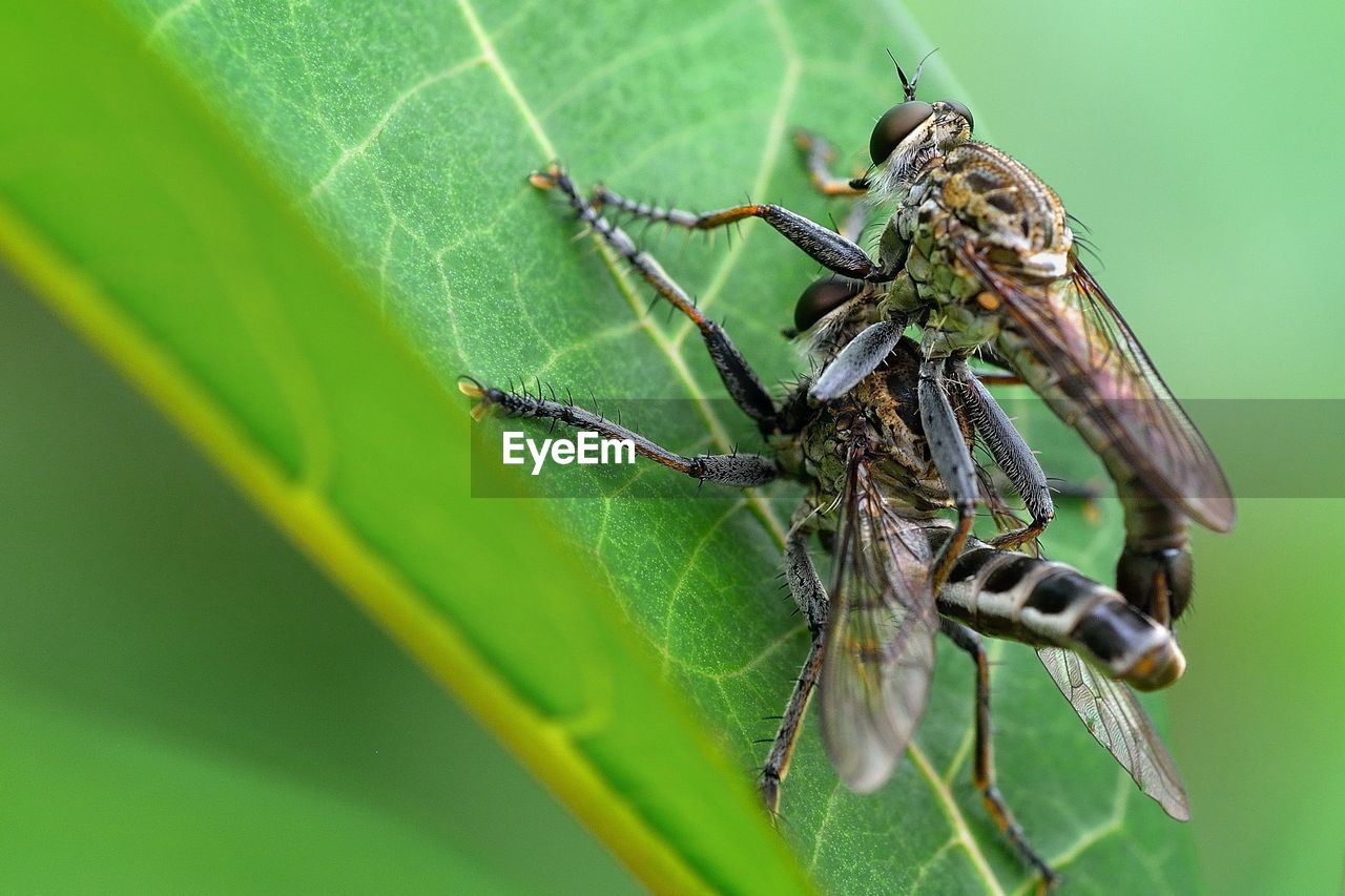 Close-up of insects mating on leaf