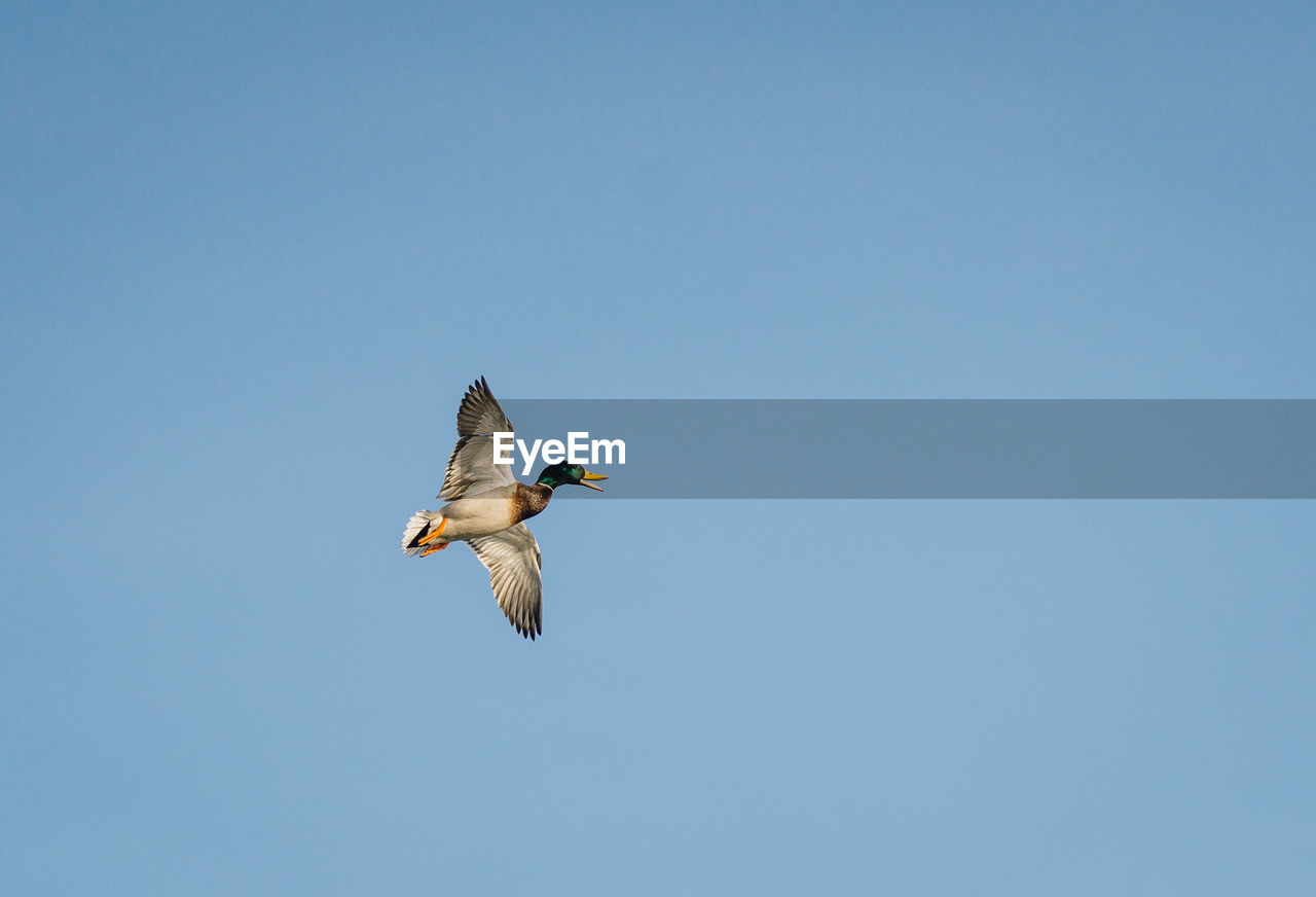Low angle view of duck flying in clear blue sky