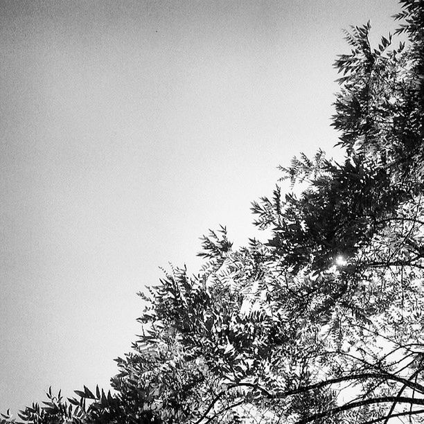 LOW ANGLE VIEW OF TREES AGAINST SKY