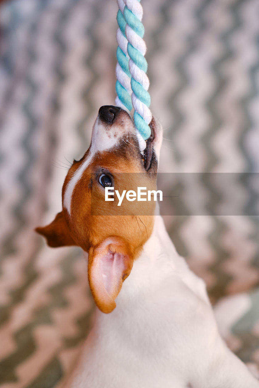 Puppy pulls chewing colourful toy cotton rope