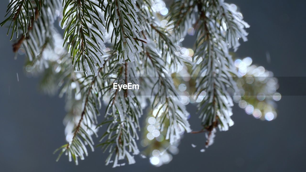 branch, plant, tree, twig, nature, close-up, no people, growth, beauty in nature, leaf, pine tree, coniferous tree, focus on foreground, christmas tree, flower, frost, pinaceae, cold temperature, spruce, winter, needle - plant part, white, outdoors, macro photography, plant part, fir, day, snow, tranquility, freezing, ice, hanging, freshness