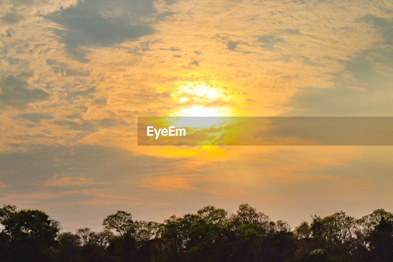 LOW ANGLE VIEW OF TREES AGAINST ORANGE SKY