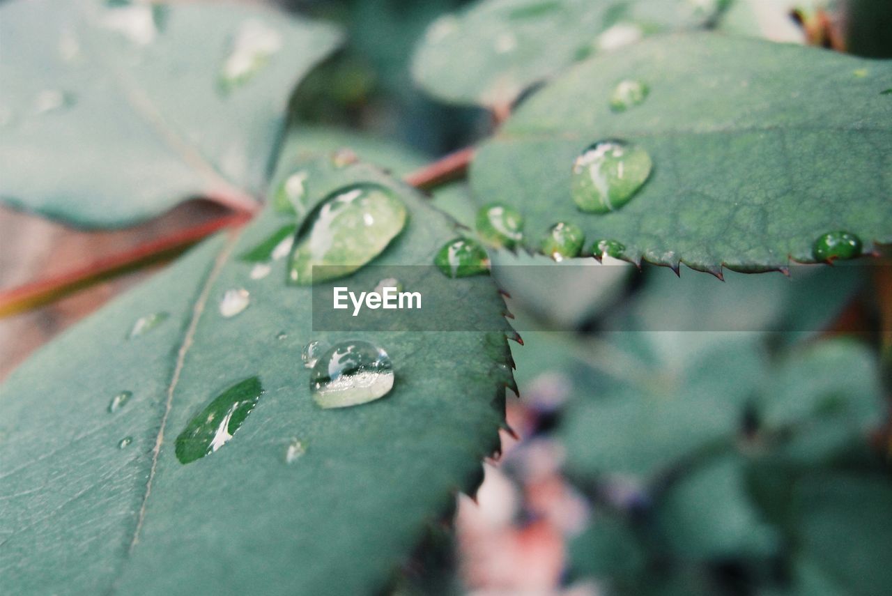 Close-up of water drops on leaf