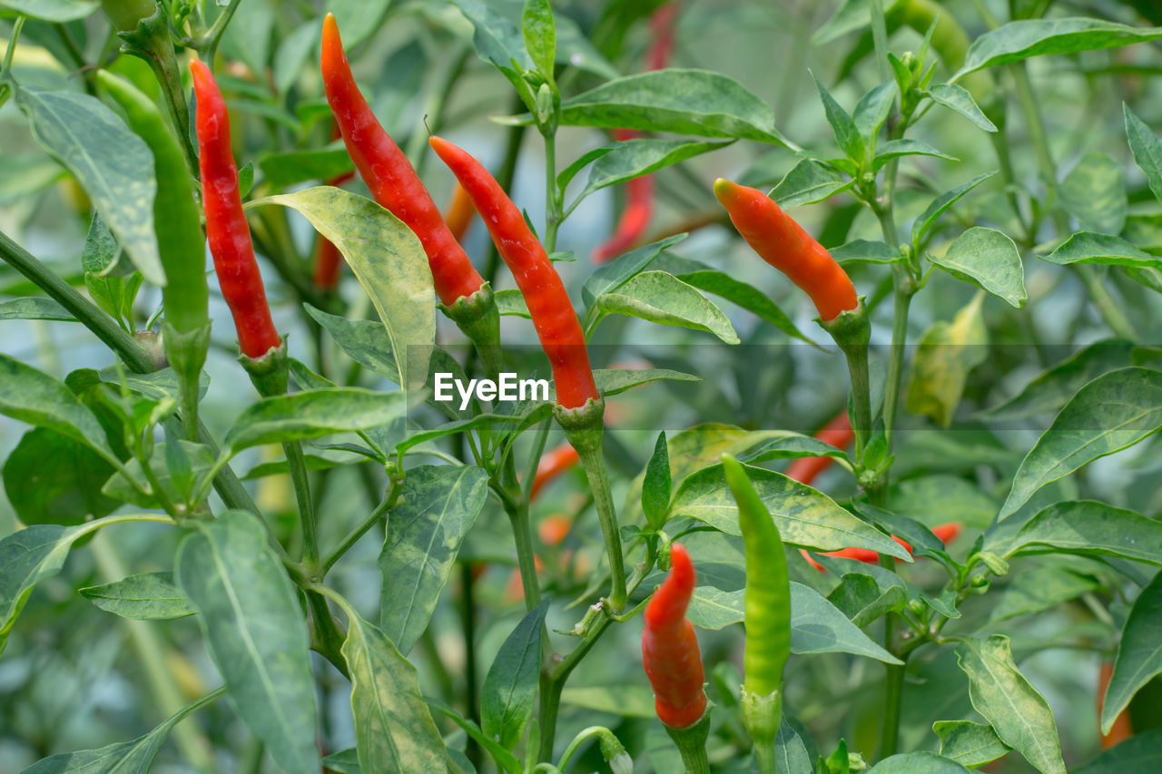CLOSE-UP OF RED CHILI PEPPERS