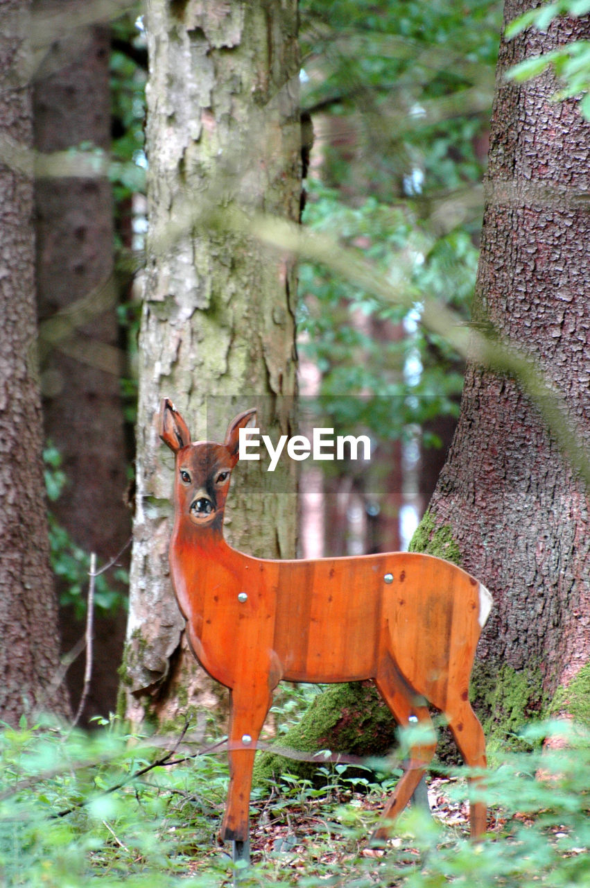 PORTRAIT OF DEER STANDING AMIDST TREES IN FOREST