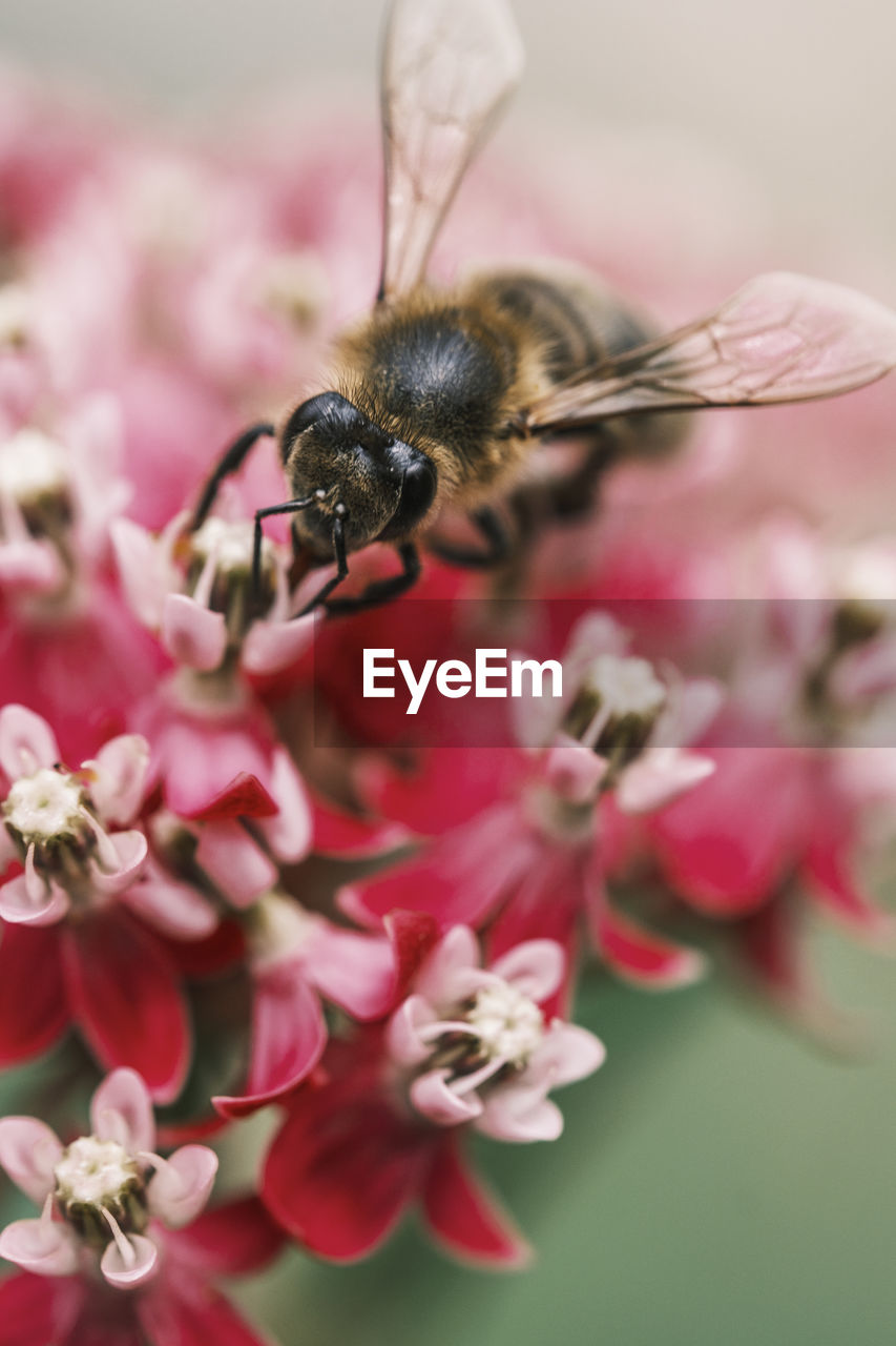 CLOSE-UP OF HONEY BEE ON PINK FLOWER