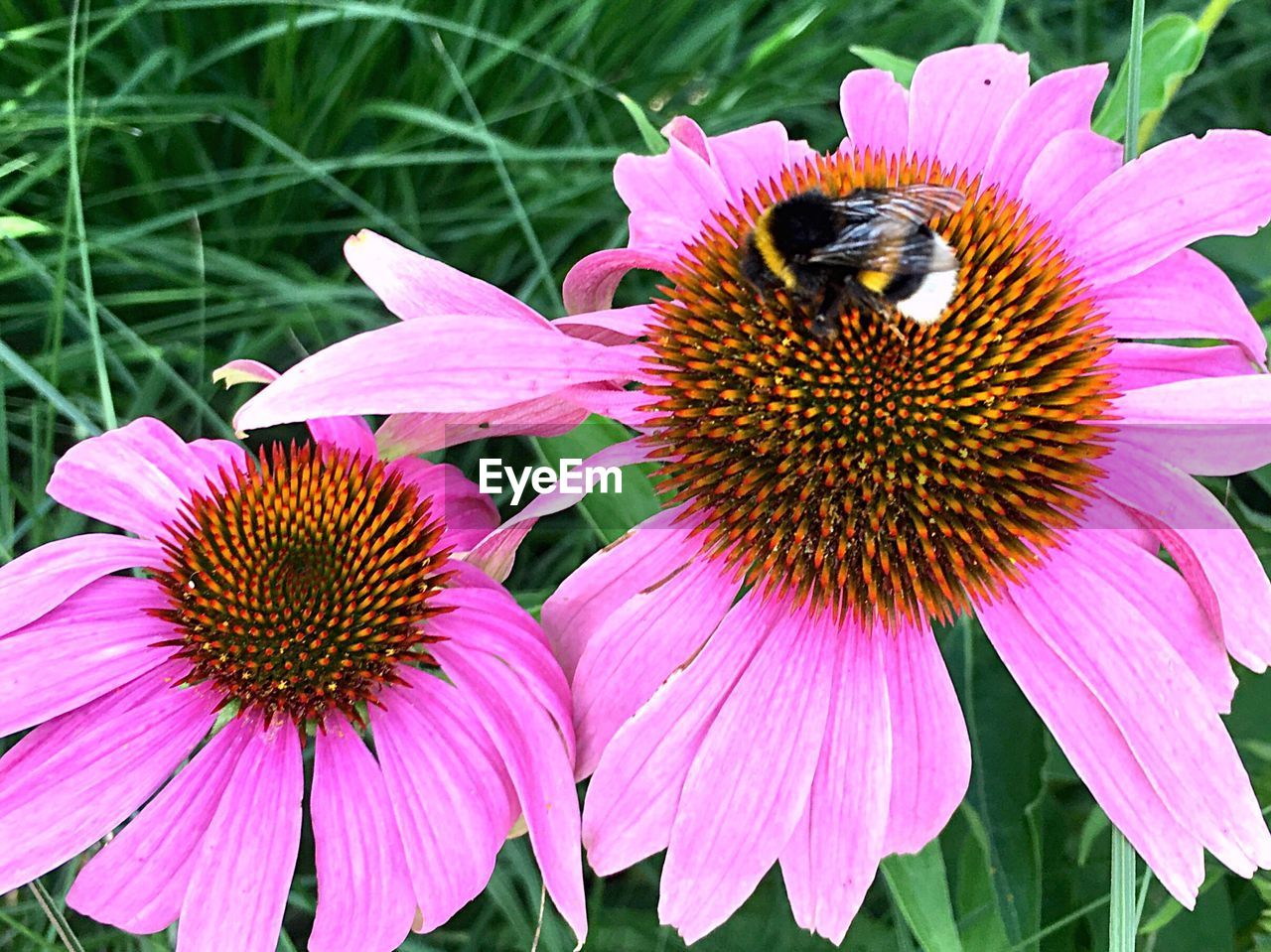 HIGH ANGLE VIEW OF BUMBLEBEE ON PURPLE CONEFLOWER