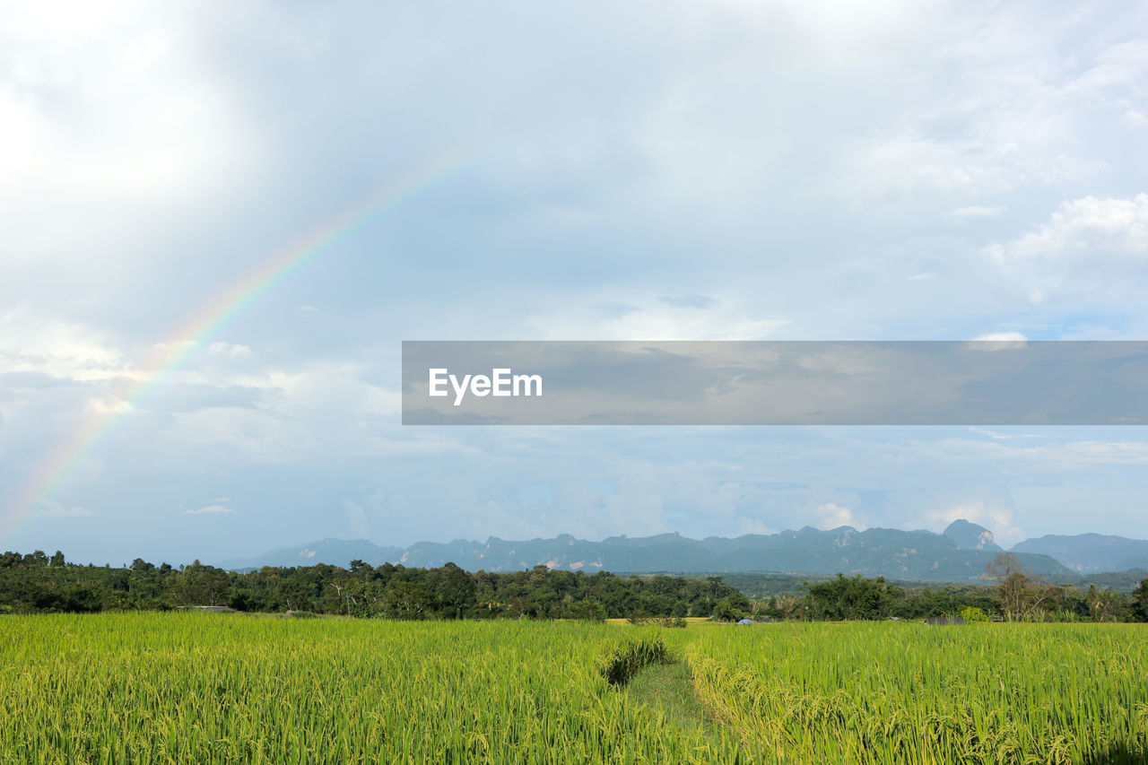 Scenic view of agricultural field against sky