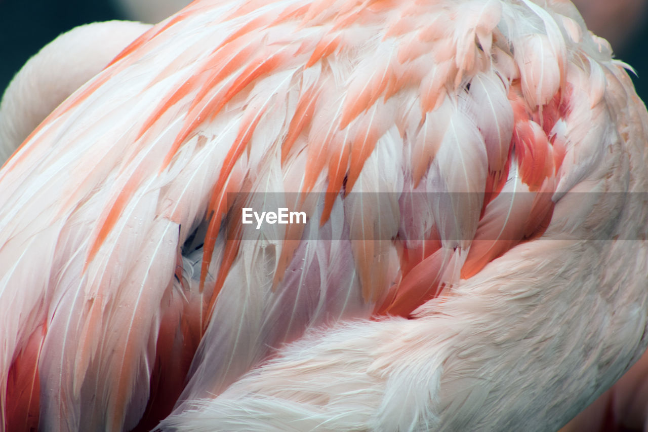 CLOSE-UP OF BIRD
