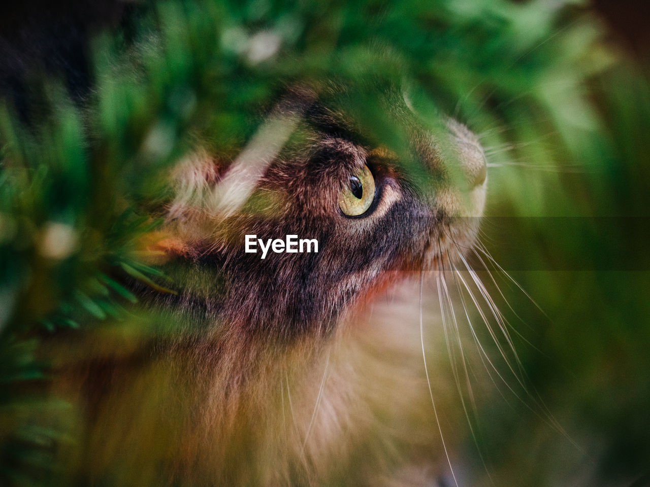 Close-up of a cat