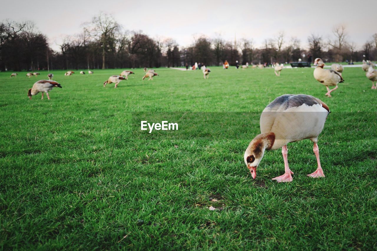 VIEW OF GRASSY FIELD