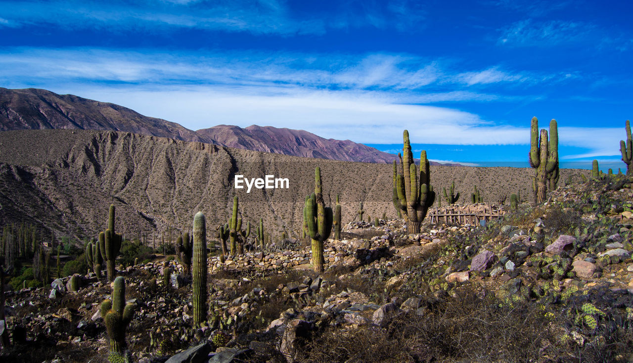 Cactus growing in quite arid climate.