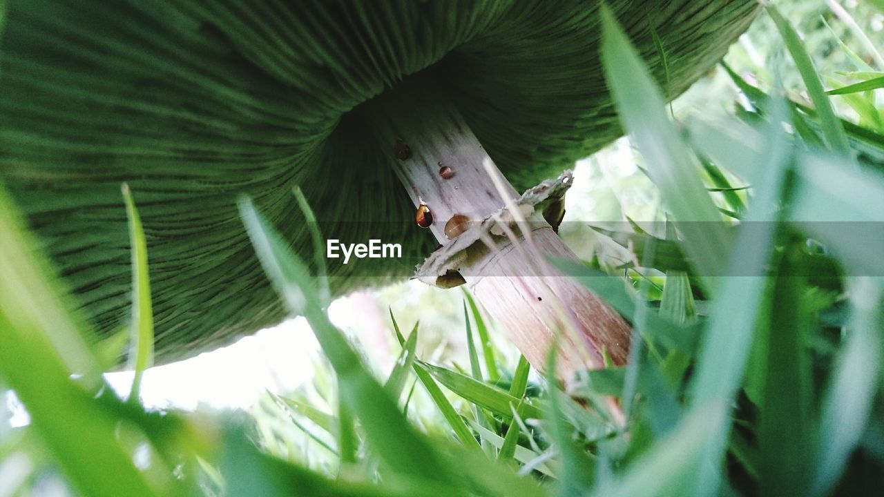 Low angle view of mushroom on field