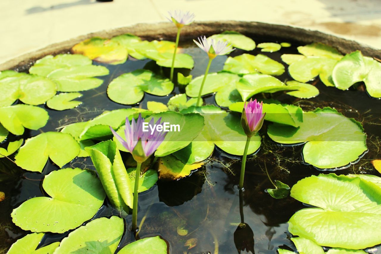 HIGH ANGLE VIEW OF LOTUS WATER LILY