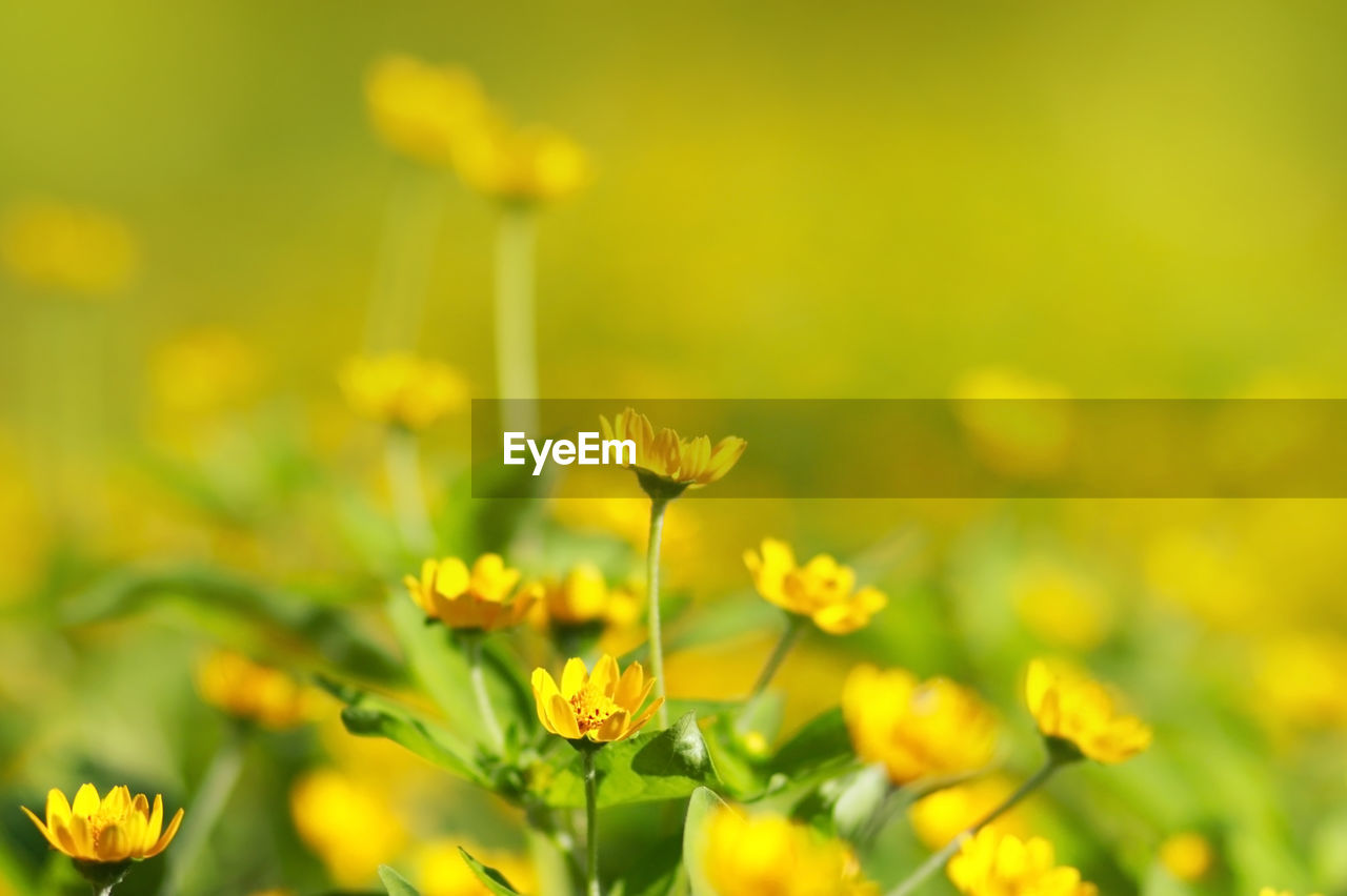 Close-up of yellow flowers blooming in field