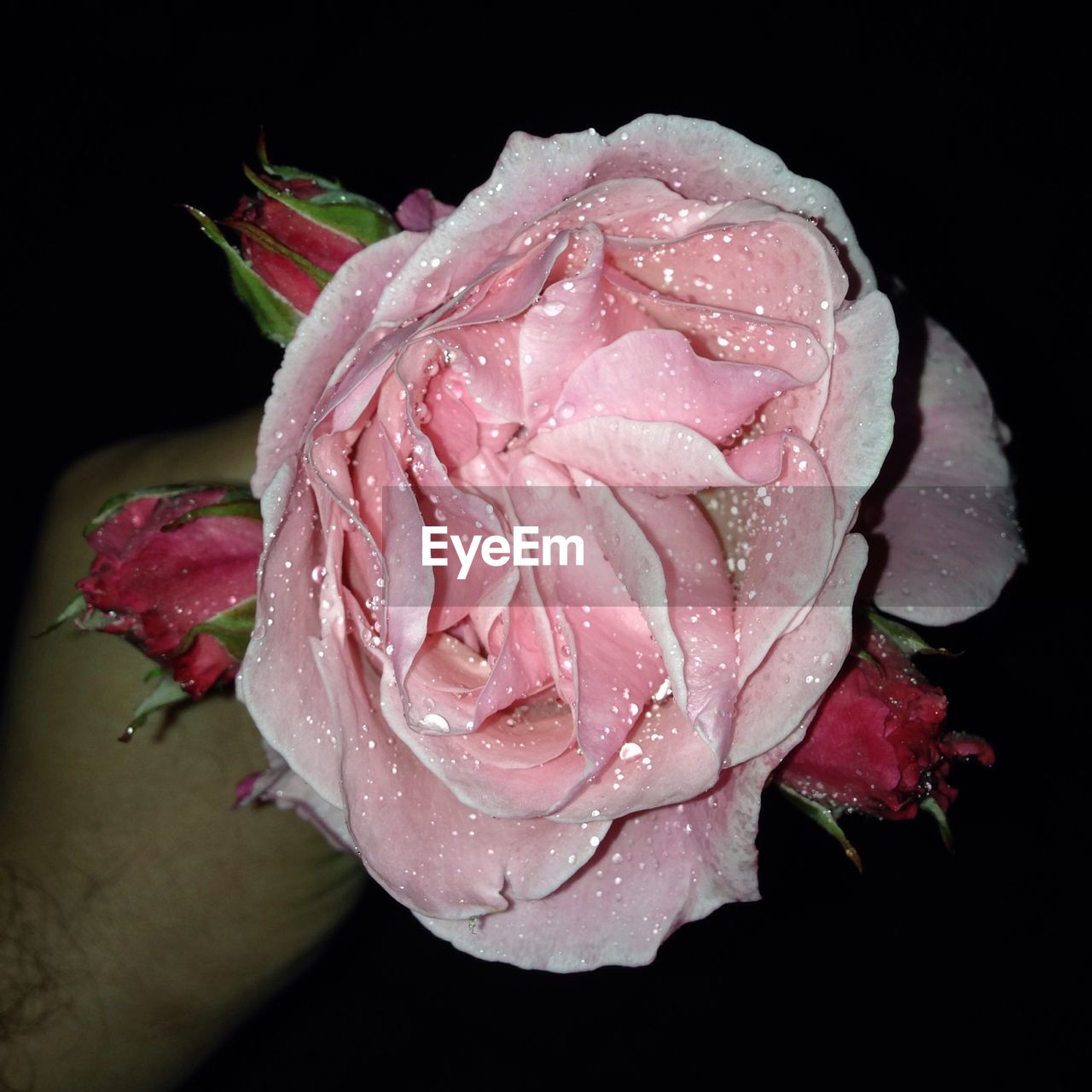 MACRO SHOT OF PINK ROSE