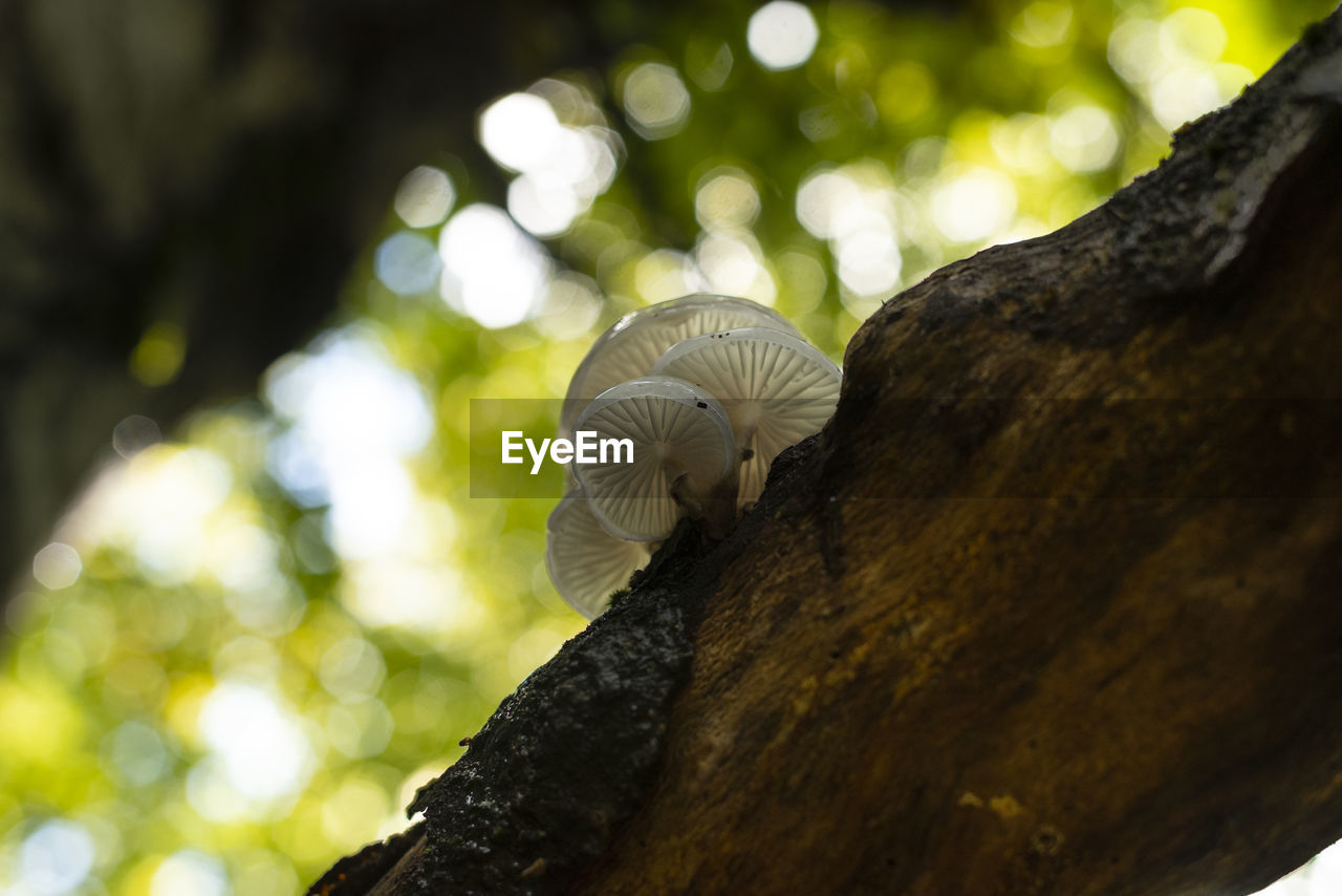 Porcelain mushrooms growing in forest on dead tree branch