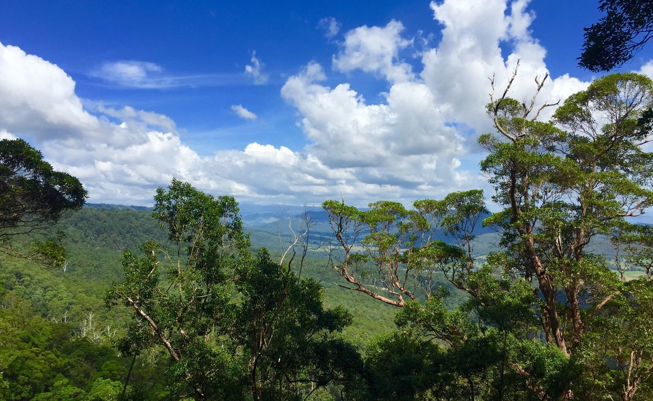 Trees by mountains against sky