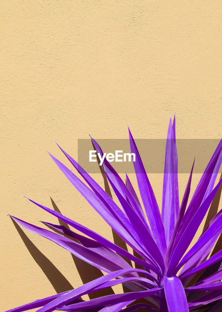 Creative purple aloe against a wall background with sunlight shadows. stylish minimalist design 