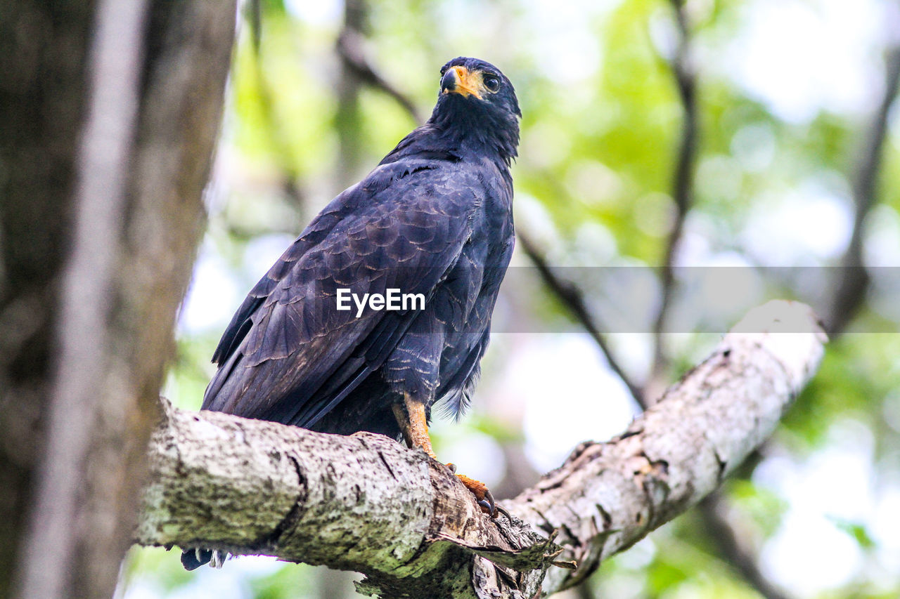 LOW ANGLE VIEW OF EAGLE PERCHING ON TREE