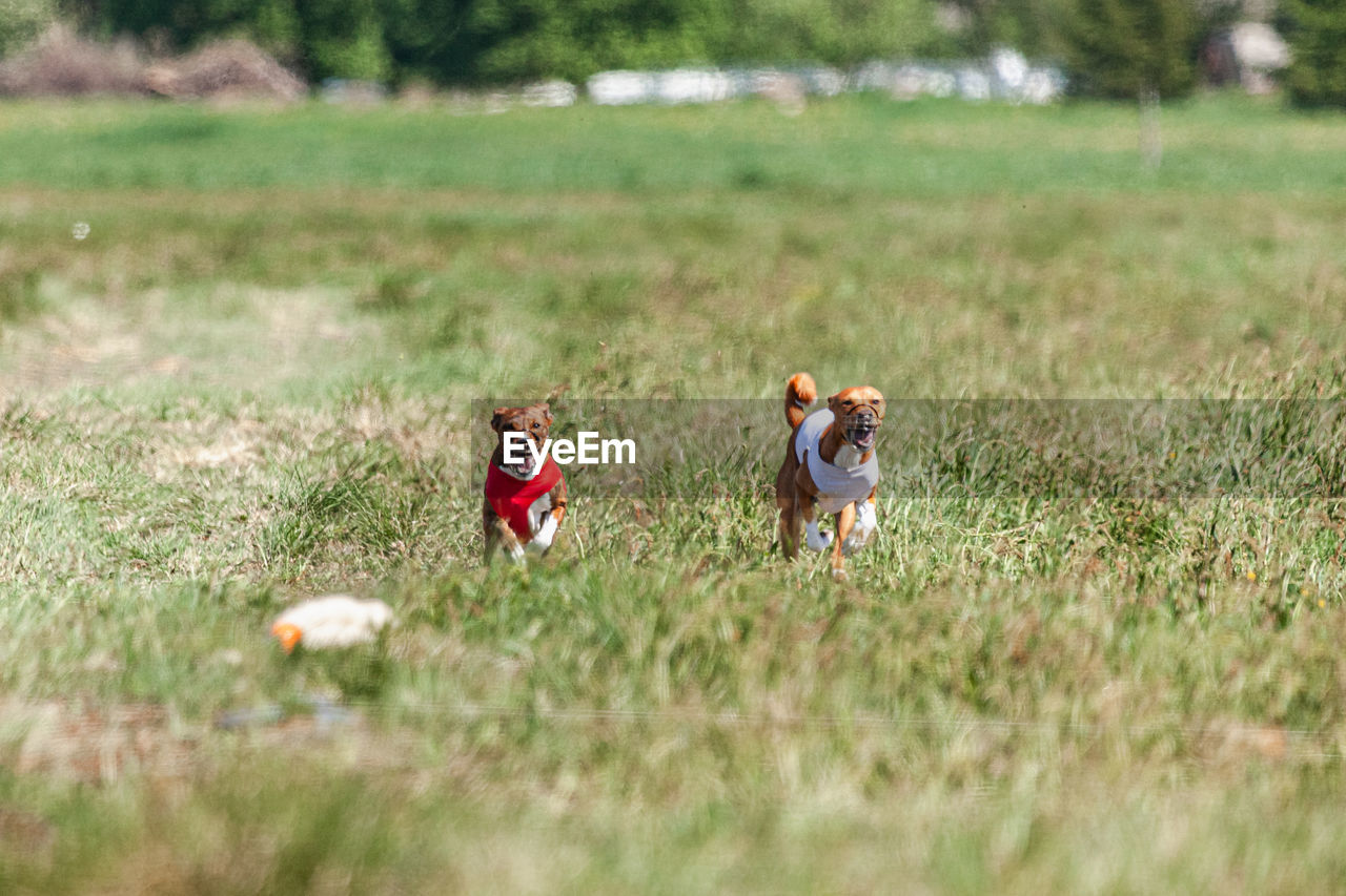 grass, plant, grassland, meadow, nature, mammal, animal, animal themes, field, prairie, pet, land, canine, dog, selective focus, domestic animals, day, rural area, child, one animal, outdoors, childhood, lawn, women, landscape, adult, environment, natural environment, green, friendship, pasture, leisure activity, men, agriculture, plain, beauty in nature, walking