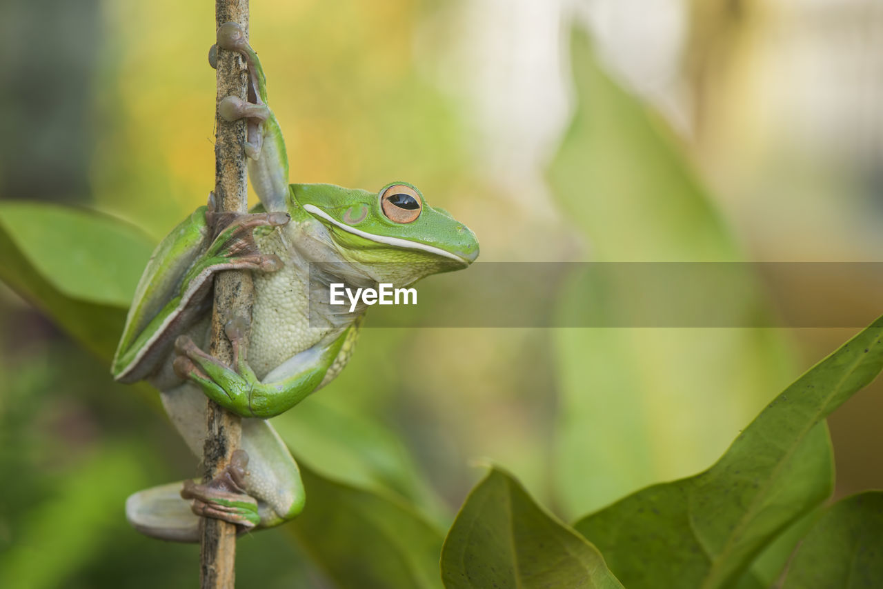 Close-up of frog on branch