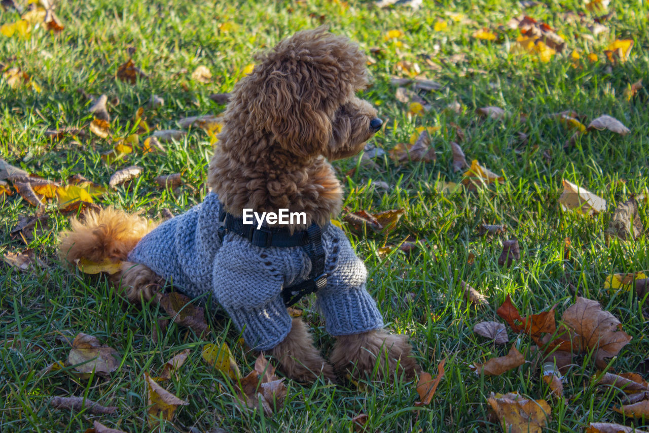 Miniature apricot poodle in gray sweater resting on grass and fallen leaves. a city park. 