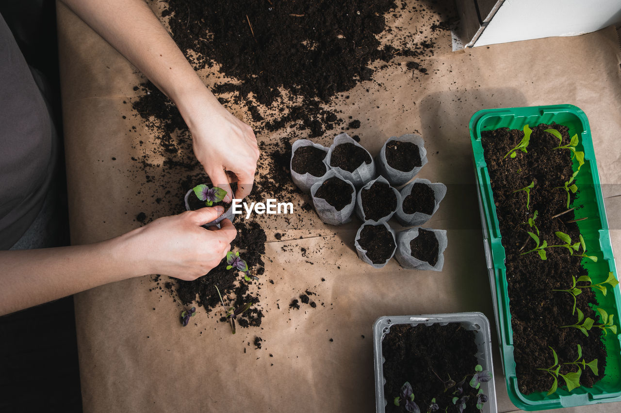 Home plant growing concept. human hands transplant seedlings into separate containers with soil. 