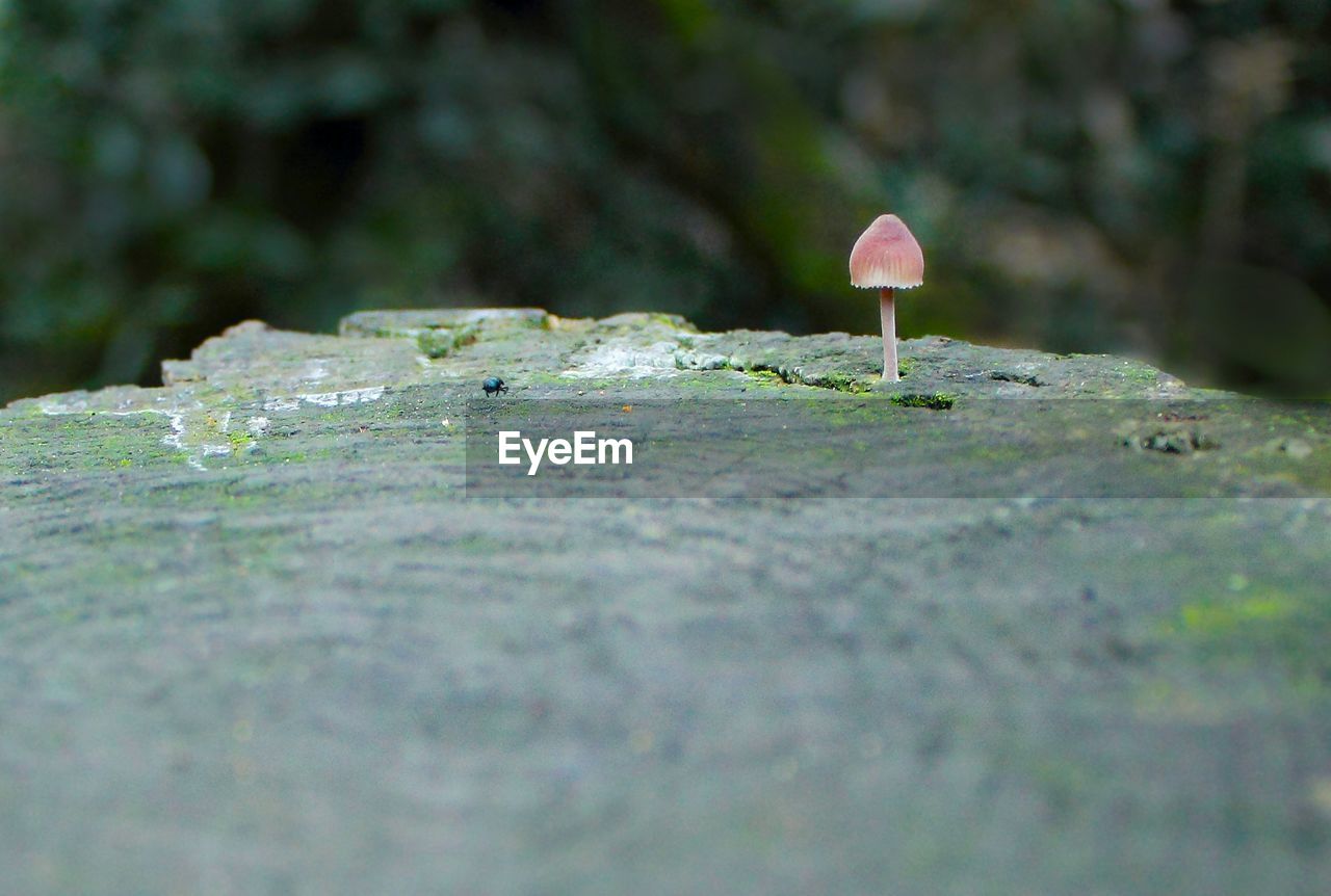 Mushrooms growing on tree stump