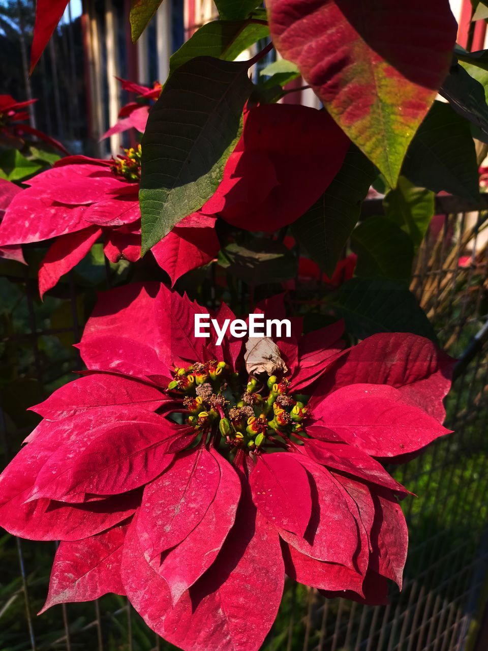CLOSE-UP OF RED ROSE FLOWER