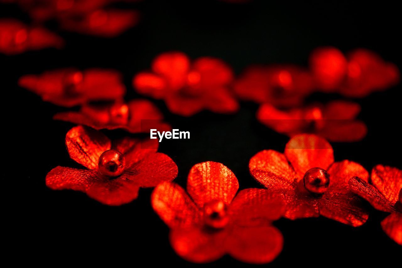 Close-up of red flowering plant against black background