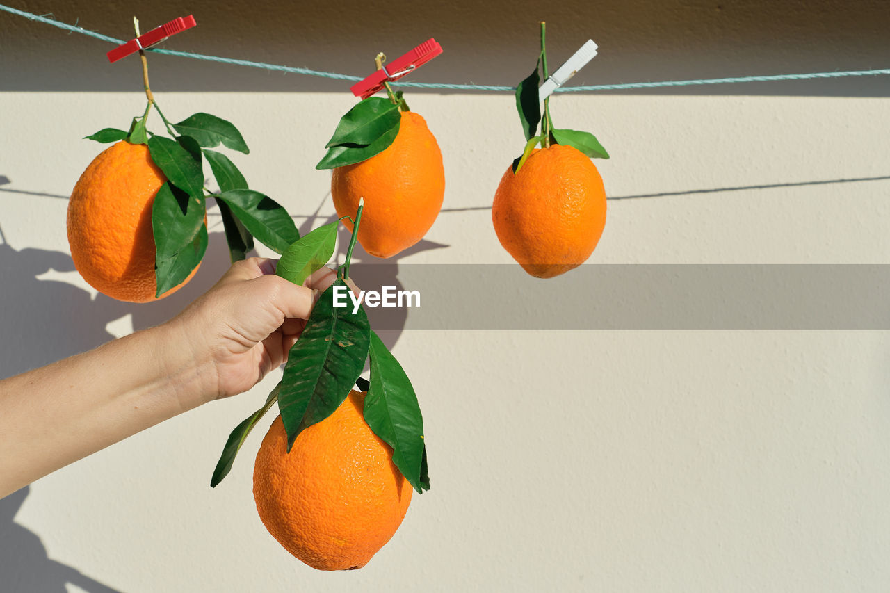 Ripe oranges, woman's hand holds an orange, harvesting citrus fruits in bright sunlight