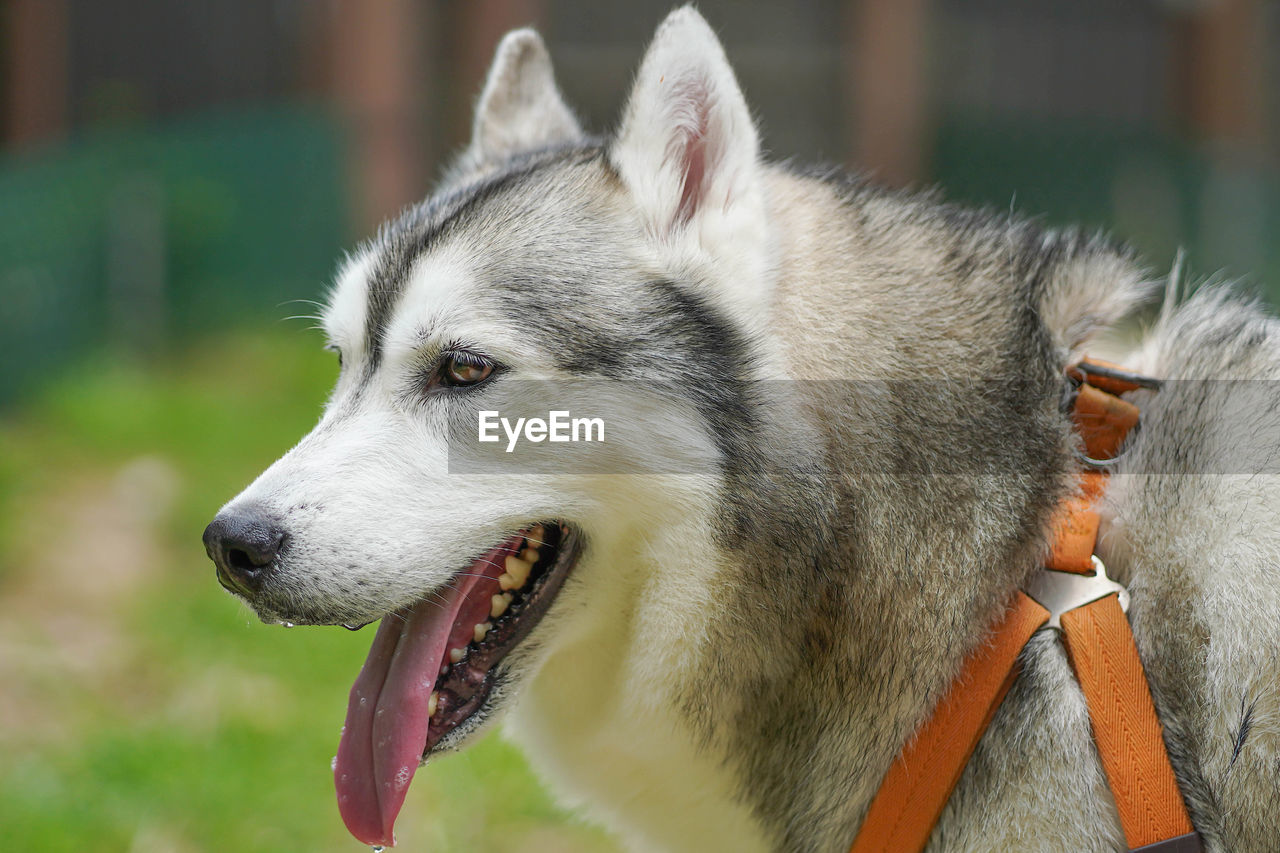 Close-up of a dog looking away