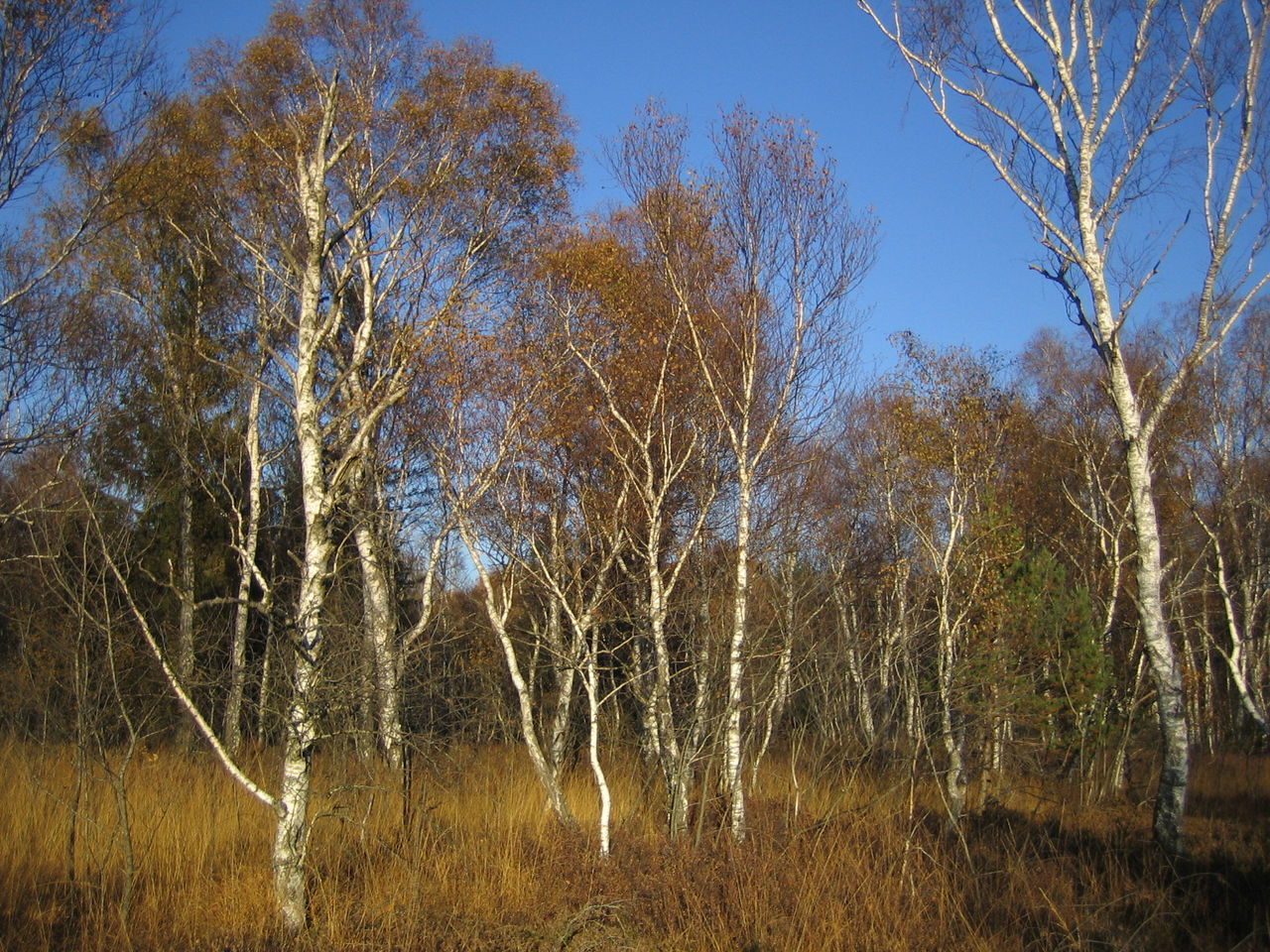 Trees growing on field against sky at forest