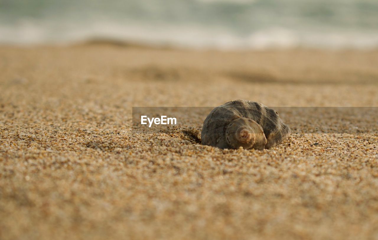 Close-up of shell on sand at beach