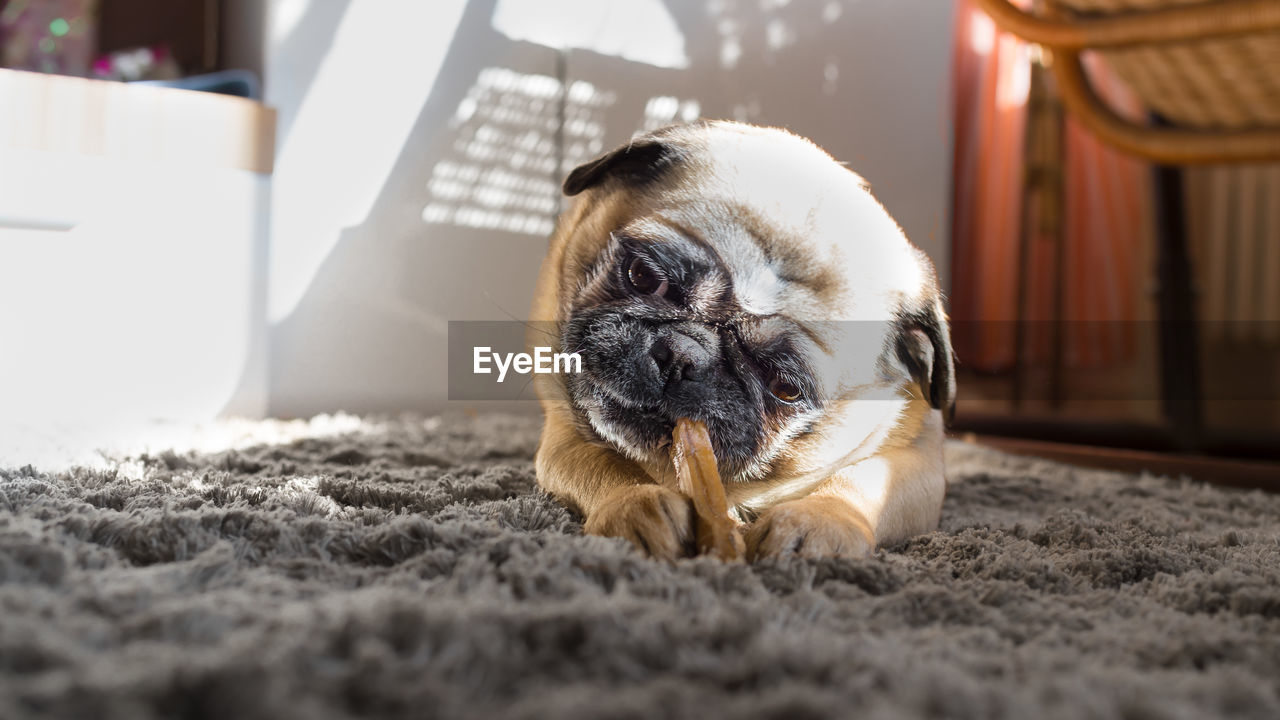 Little cute pug dog is lying and is nibbling on a chewing bone