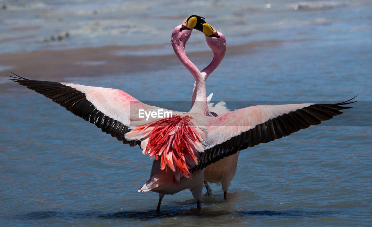 Flamingoes in river