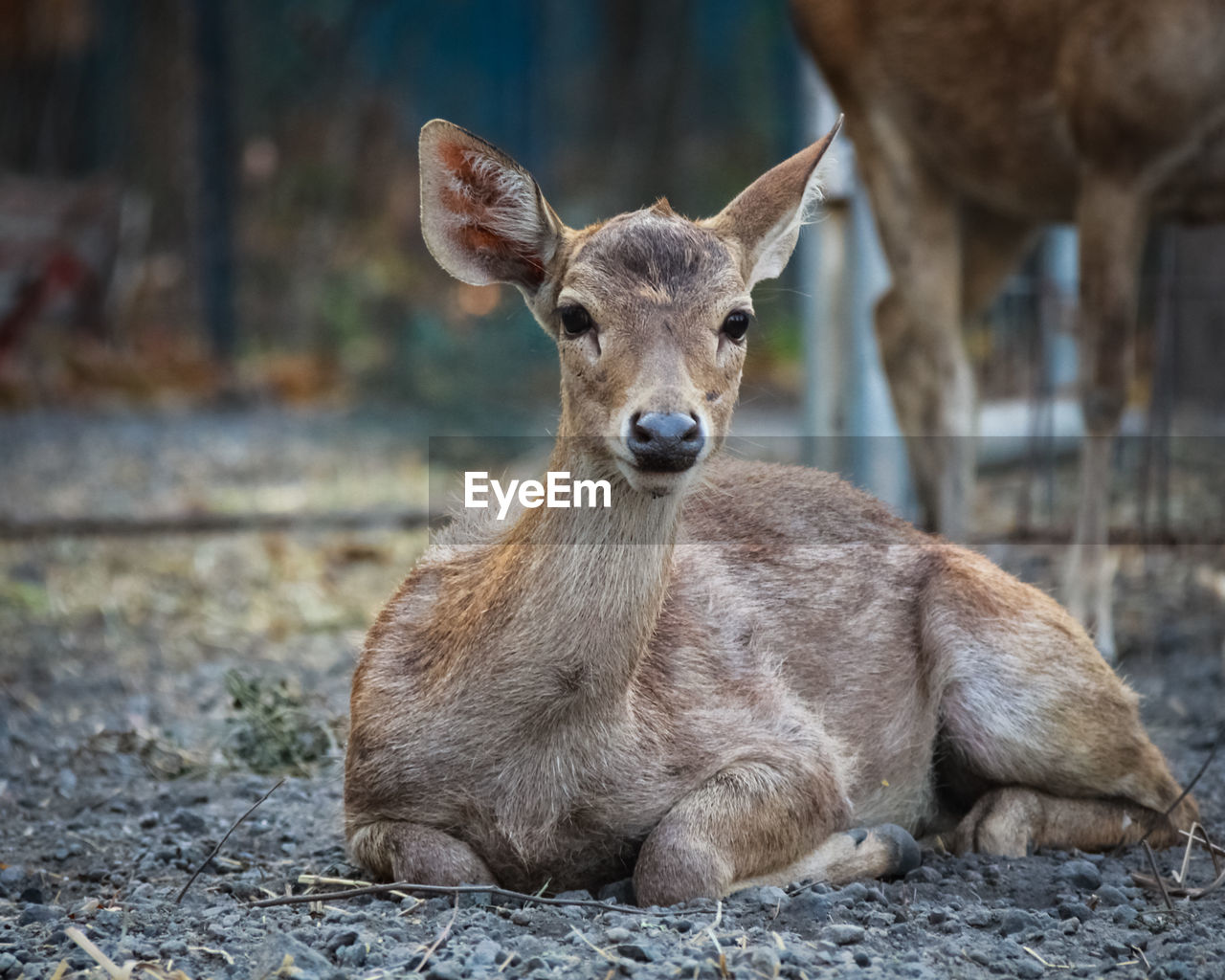 PORTRAIT OF DEER IN A FIELD