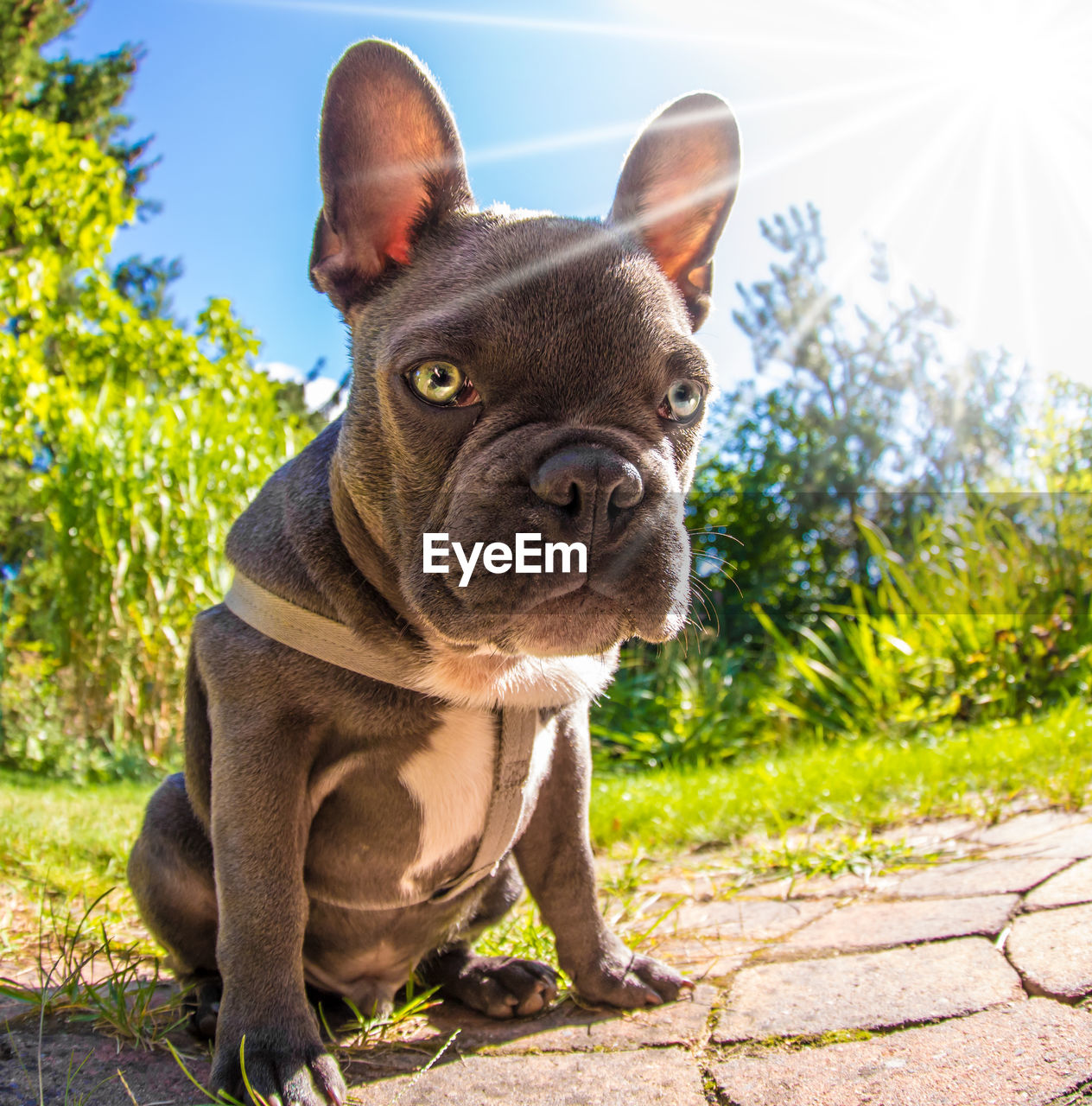 A young dog sits in sunshine in a garden