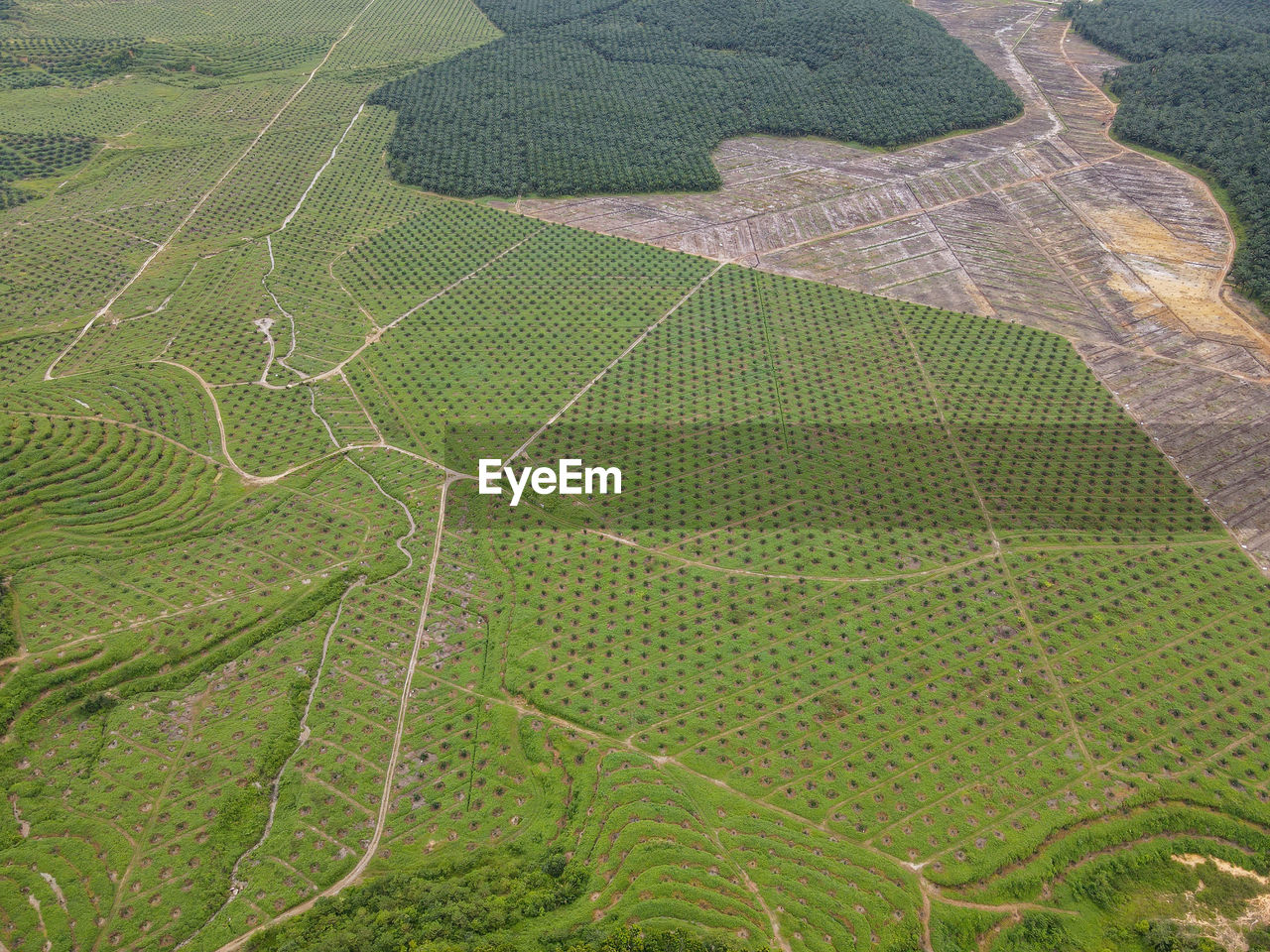 landscape, agriculture, environment, aerial photography, plain, rural scene, land, field, scenics - nature, green, farm, aerial view, bird's-eye view, no people, growth, beauty in nature, nature, plant, terrace, pattern, crop, tranquility, tranquil scene, high angle view, day, soil, outdoors, paddy field, plateau, grassland, idyllic, cultivated land, rural area, terraced field, full frame