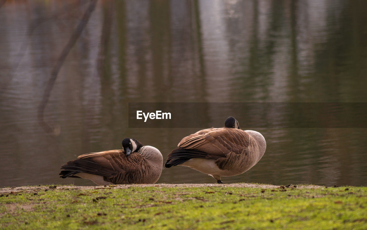 Canada geese resting on grass against lake