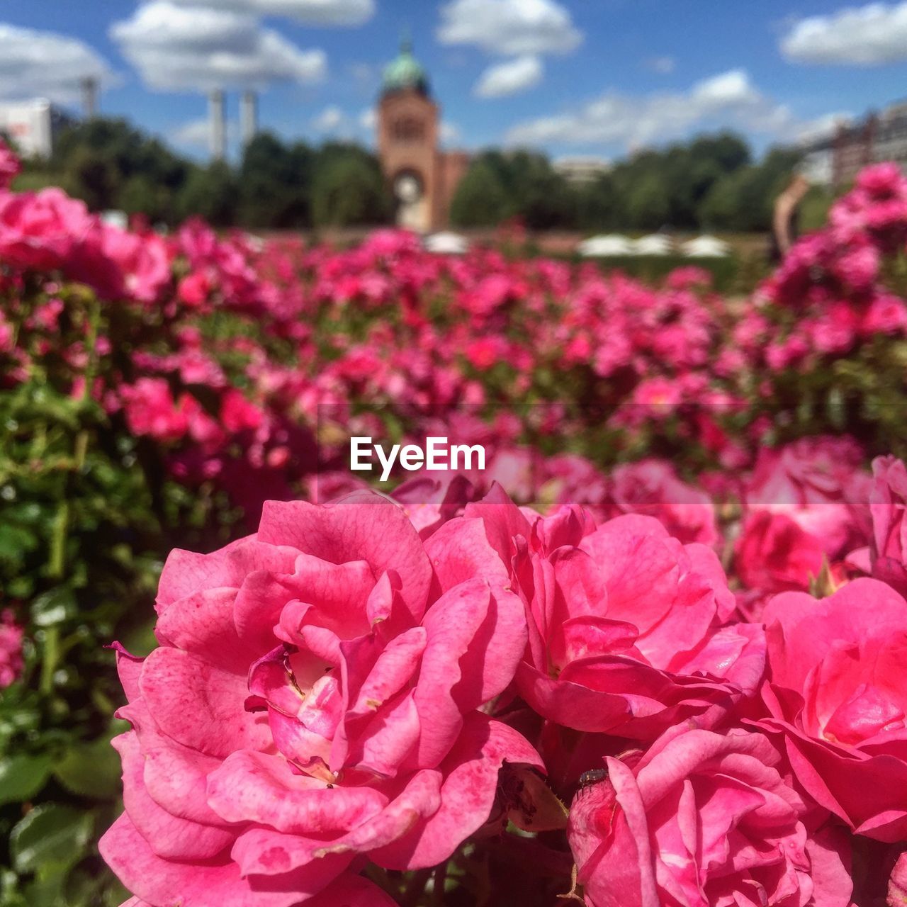 Close-up of pink roses blooming on field