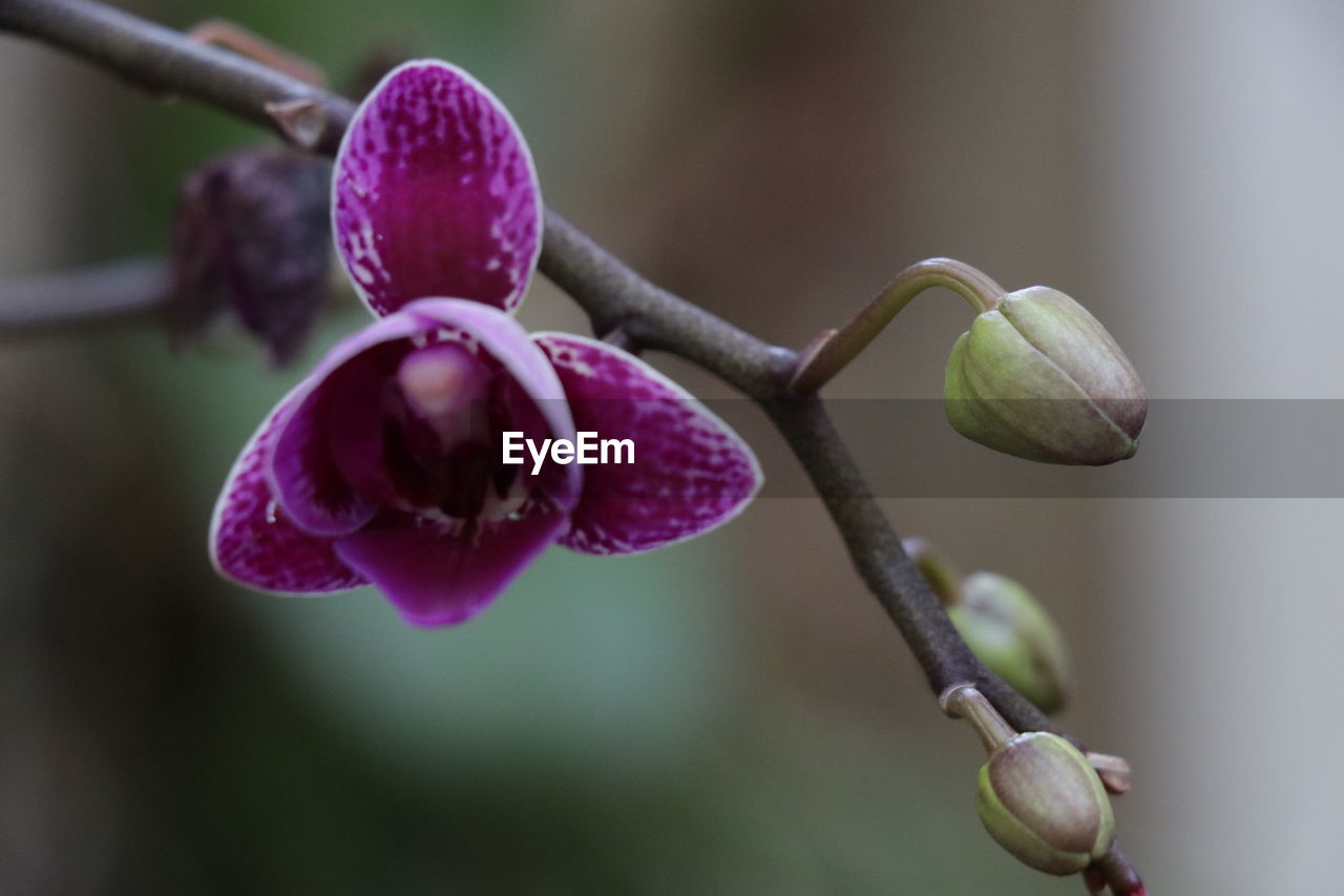 Close-up of pink flowering plant