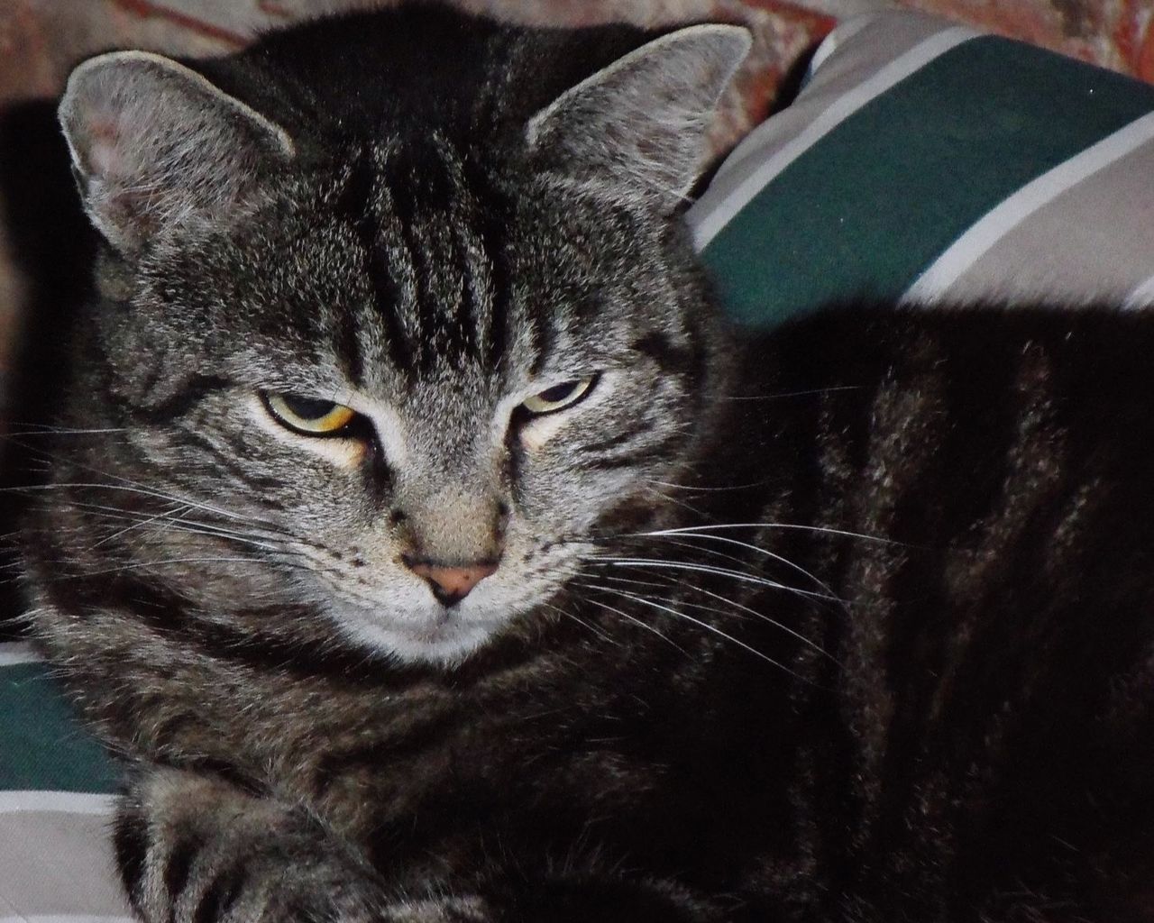 Portrait of cat relaxing on bed at home