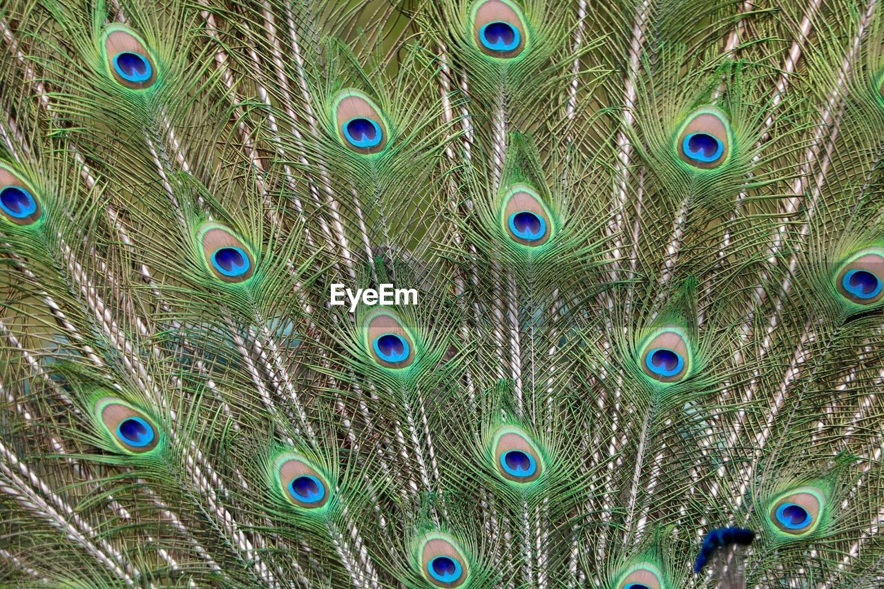 Close-up of peacock feathers