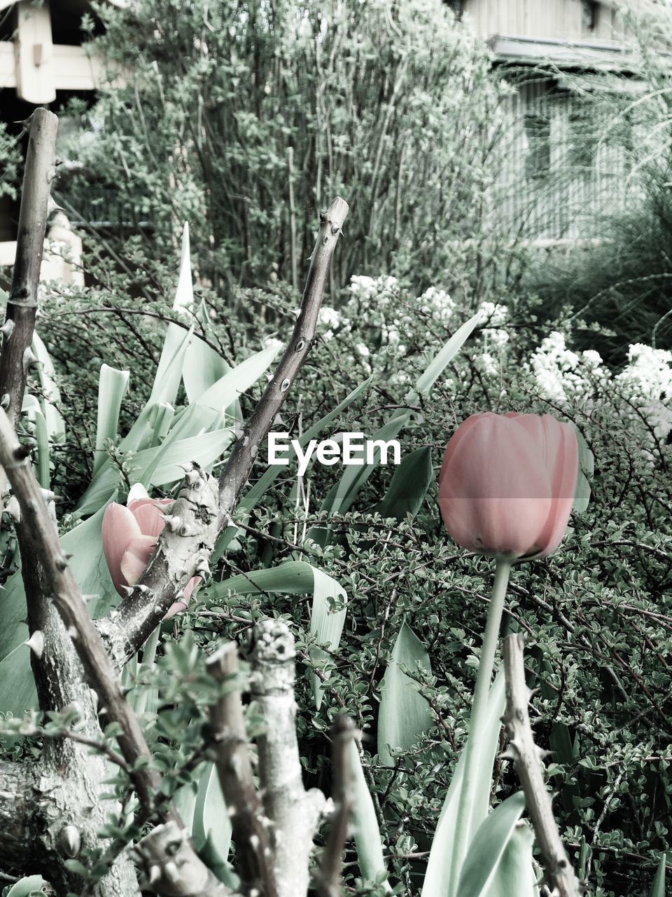 CLOSE-UP OF FLOWER PLANTS