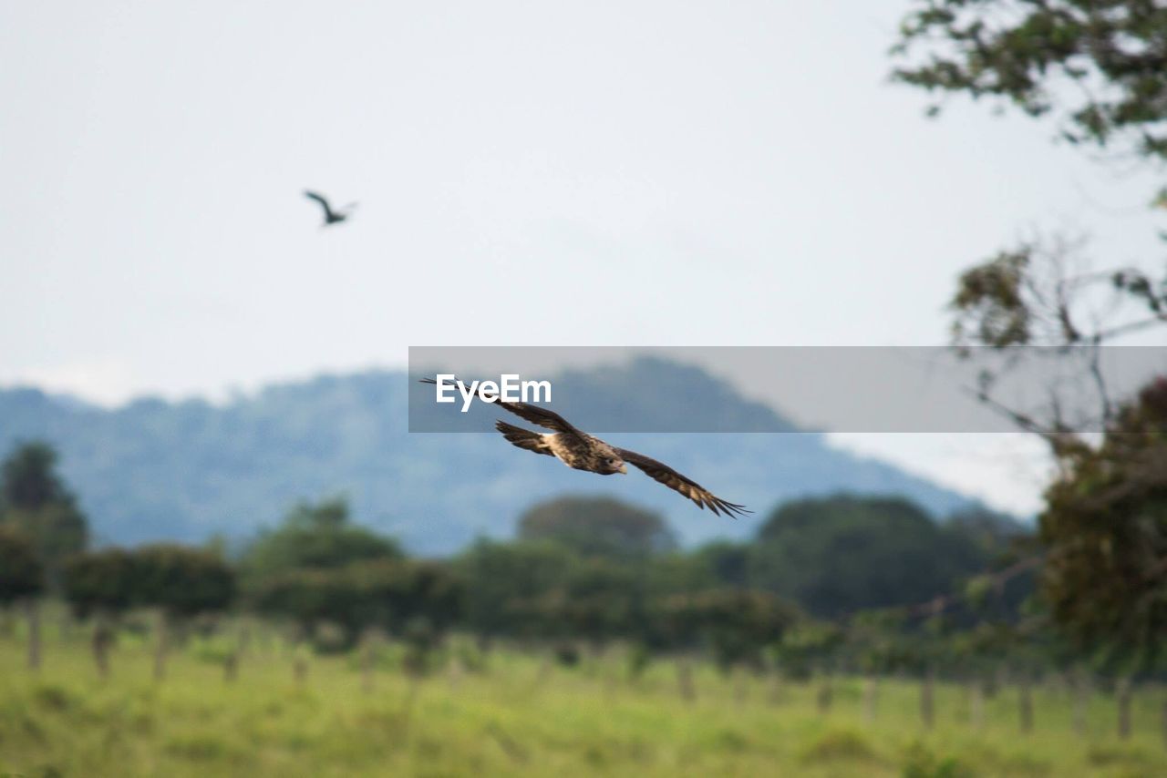 Bird flying over grass against sky